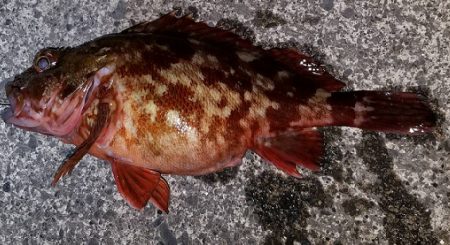 太刀魚とカサゴ